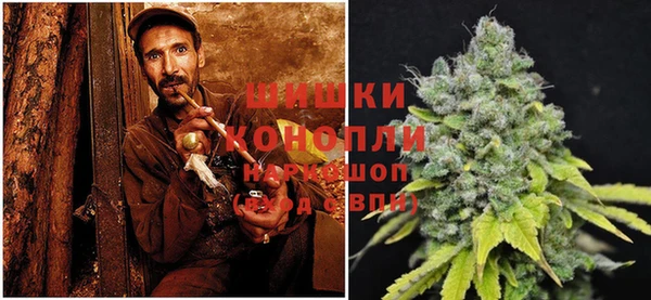 прущие грибы Вязьма